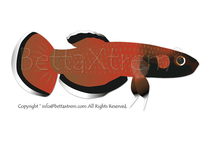 albimarginata, Betta, Bettas, Camiseta, shirt, splendens, t-shirt, Wild Betta, criar bettas, bettas salvajes, tienda peces online, tienda bettas