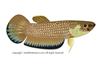 simplex, Betta, Bettas, Camiseta, shirt, splendens, t-shirt, Wild Betta, criar bettas, bettas salvajes, tienda peces online, tienda bettas