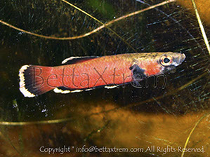 Betta albimarginata, Betta, Bettas, Camiseta, shirt, splendens, t-shirt, Wild Betta, criar bettas, bettas salvajes, tienda peces online, tienda