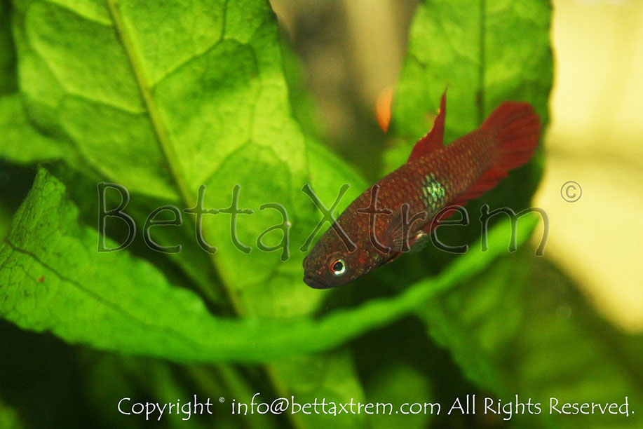 Betta brownorum, Betta, discos, pez disco, cría de bettas, camisetas de peces, comprar peces, Acuarios, tienda bettas, acuario, bettas salvajes