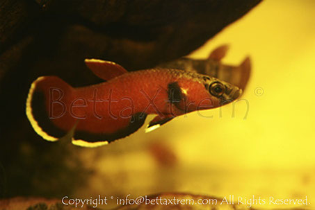 Betta channoides, Betta, discos, pez disco, cría de bettas, camisetas de peces, comprar peces, Acuarios, tienda bettas, acuario, bettas salvajes