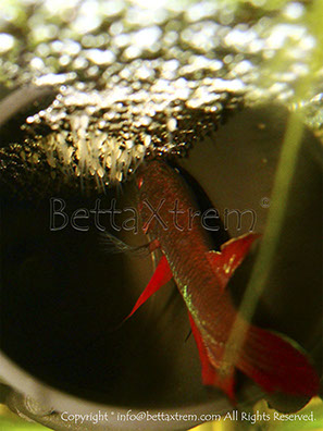 Betta coccina, Betta, discos, pez disco, cría de bettas, camisetas de peces, comprar peces, Acuarios, tienda bettas, acuario, bettas salvajes