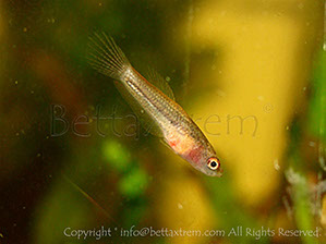 Betta coccina, Betta, discos, pez disco, cría de bettas, camisetas de peces, comprar peces, Acuarios, tienda bettas, acuario, bettas salvajes