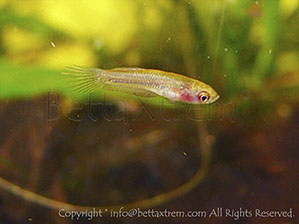 Betta coccina, Betta, discos, pez disco, cría de bettas, camisetas de peces, comprar peces, Acuarios, tienda bettas, acuario, bettas salvajes