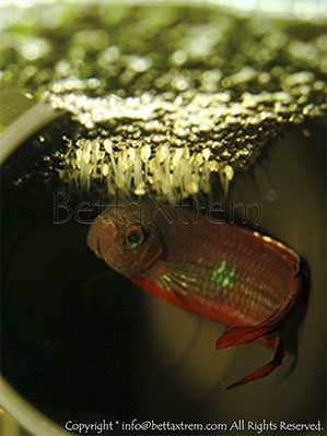 Betta coccina, Betta, discos, pez disco, cría de bettas, camisetas de peces, comprar peces, Acuarios, tienda bettas, acuario, bettas salvajes