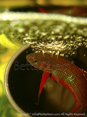 Betta coccina, Betta, discos, pez disco, cría de bettas, camisetas de peces, comprar peces, Acuarios, tienda bettas, acuario, bettas salvajes