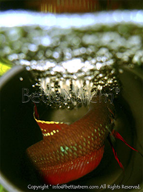 Betta coccina, Betta, discos, pez disco, cría de bettas, camisetas de peces, comprar peces, Acuarios, tienda bettas, acuario, bettas salvajes