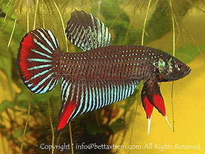 Betta imbellis, Betta, discos, pez disco, cría de bettas, camisetas de peces, comprar peces, Acuarios, tienda bettas, acuario, bettas salvajes