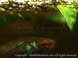 Betta imbellis, Betta, discos, pez disco, cría de bettas, camisetas de peces, comprar peces, Acuarios, tienda bettas, acuario, bettas salvajes