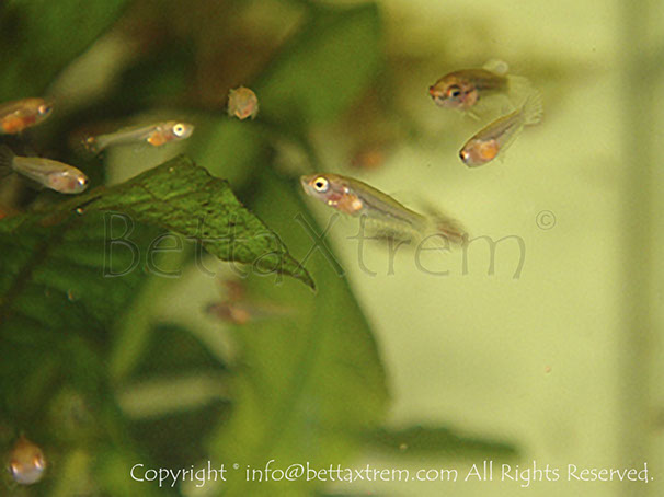 Betta imbellis, Betta, discos, pez disco, cría de bettas, camisetas de peces, comprar peces, Acuarios, tienda bettas, acuario, bettas salvajes