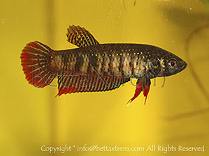 Betta imbellis, Betta, discos, pez disco, cría de bettas, camisetas de peces, comprar peces, Acuarios, tienda bettas, acuario, bettas salvajes