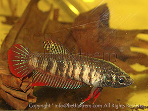 Betta imbellis, Betta, discos, pez disco, cría de bettas, camisetas de peces, comprar peces, Acuarios, tienda bettas, acuario, bettas salvajes