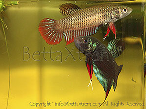 Betta imbellis, Betta, discos, pez disco, cría de bettas, camisetas de peces, comprar peces, Acuarios, tienda bettas, acuario, bettas salvajes