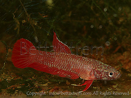 Betta rutilans, Betta, discos, pez disco, cría de bettas, camisetas de peces, comprar peces, Acuarios, tienda bettas, acuario, bettas salvajes