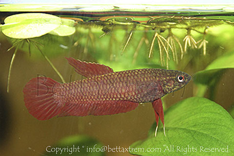 Betta rutilans, Betta, discos, pez disco, cría de bettas, camisetas de peces, comprar peces, Acuarios, tienda bettas, acuario, bettas salvajes