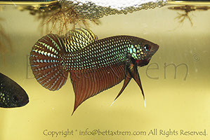 Betta smaragdina, Betta, discos, pez disco, cría de bettas, camisetas de peces, comprar peces, Acuarios, tienda bettas, acuario, bettas salvajes