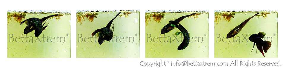 Betta smaragdina, Betta, discos, pez disco, cría de bettas, camisetas de peces, comprar peces, Acuarios, tienda bettas, acuario, bettas salvajes