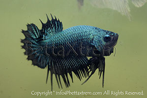 betta, ctpk, betta ctpk, halfmoon plakat, betta halfmoon, betta crowntail, betta plakat, betta fighter, betta crowntail, plakat, Bettaxtrem