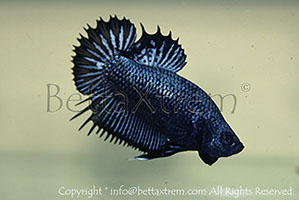 betta, ctpk, betta ctpk, halfmoon plakat, betta halfmoon, betta crowntail, betta plakat, betta fighter, betta crowntail, plakat, Bettaxtrem