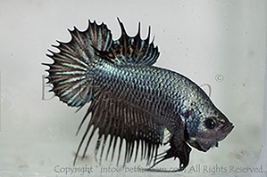 betta, ctpk, betta ctpk, halfmoon plakat, betta halfmoon, betta crowntail, betta plakat, betta fighter, betta crowntail, plakat, Bettaxtrem