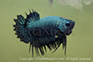 betta, ctpk, betta ctpk, halfmoon plakat, betta halfmoon, betta crowntail, betta plakat, betta fighter, betta crowntail, plakat, Bettaxtrem