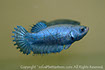 betta, ctpk, betta ctpk, halfmoon plakat, betta halfmoon, betta crowntail, betta plakat, betta fighter, betta crowntail, plakat, Bettaxtrem