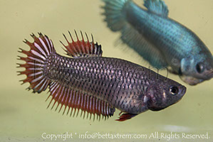 betta, ctpk, betta ctpk, halfmoon plakat, betta halfmoon, betta crowntail, betta plakat, betta fighter, betta crowntail, plakat, Bettaxtrem