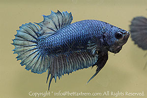 betta, ctpk, betta ctpk, halfmoon plakat, betta halfmoon, betta crowntail, betta plakat, betta fighter, betta crowntail, plakat, Bettaxtrem