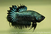 betta, ctpk, betta ctpk, halfmoon plakat, betta halfmoon, betta crowntail, betta plakat, betta fighter, betta crowntail, plakat, Bettaxtrem