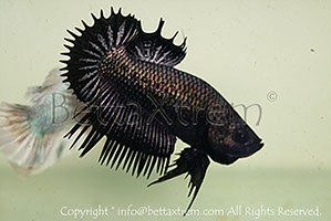 betta, ctpk black copper, halfmoon plakat, betta halfmoon, betta crowntail, betta plakat, betta fighter, betta crowntail, plakat, Bettaxtrem