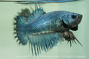 betta, ctpk, betta ctpk, halfmoon plakat, betta halfmoon, betta crowntail, betta plakat, betta fighter, betta crowntail, plakat, Bettaxtrem