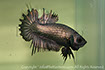 betta, ctpk, betta ctpk, halfmoon plakat, betta halfmoon, betta crowntail, betta plakat, betta fighter, betta crowntail, plakat, Bettaxtrem