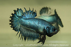 betta, ctpk, betta ctpk, halfmoon plakat, betta halfmoon, betta crowntail, betta plakat, betta fighter, betta crowntail, plakat, Bettaxtrem