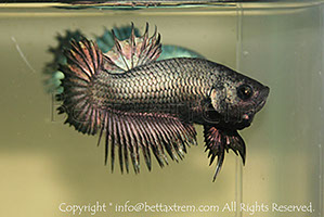 betta ctpk copper, halfmoon plakat, betta halfmoon, betta crowntail, betta plakat, betta fighter, betta crowntail, plakat, betta, Bettaxtrem