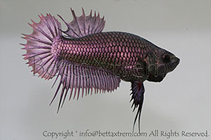 betta, ctpk, betta ctpk, halfmoon plakat, betta halfmoon, betta crowntail, betta plakat, betta fighter, betta crowntail, plakat, Bettaxtrem