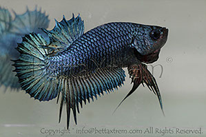 betta, ctpk, betta ctpk, halfmoon plakat, betta halfmoon, betta crowntail, betta plakat, betta fighter, betta crowntail, plakat, Bettaxtrem