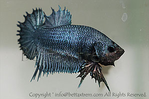 betta, ctpk, betta ctpk, halfmoon plakat, betta halfmoon, betta crowntail, betta plakat, betta fighter, betta crowntail, plakat, Bettaxtrem