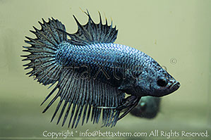 betta, ctpk, betta ctpk, halfmoon plakat, betta halfmoon, betta crowntail, betta plakat, betta fighter, betta crowntail, plakat, Bettaxtrem