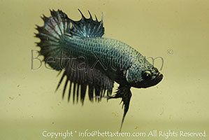 betta, ctpk, betta ctpk, halfmoon plakat, betta halfmoon, betta crowntail, betta plakat, betta fighter, betta crowntail, plakat, Bettaxtrem