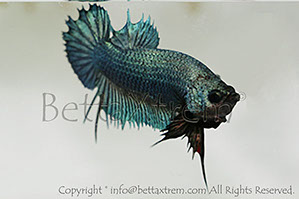 betta, ctpk, betta ctpk, halfmoon plakat, betta halfmoon, betta crowntail, betta plakat, betta fighter, betta crowntail, plakat, Bettaxtrem