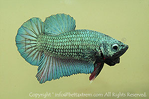 betta hmpk blue, halfmoon plakat, betta halfmoon, betta crowntail, betta plakat, betta fighter, betta crowntail, plakat, betta, Bettaxtrem