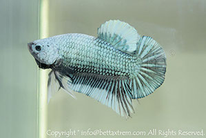 betta hmpk marble, halfmoon plakat, betta halfmoon, betta crowntail, betta plakat, betta fighter, betta crowntail, plakat, betta, Bettaxtrem