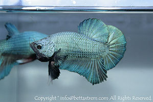 betta hmpk blue, halfmoon plakat, betta halfmoon, betta crowntail, betta plakat, betta fighter, betta crowntail, plakat, betta, Bettaxtrem