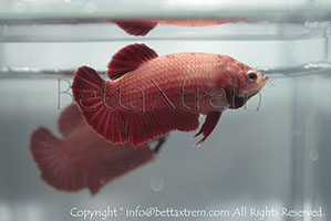 betta hmpk red, halfmoon plakat, betta halfmoon, betta crowntail, betta plakat, betta fighter, betta crowntail, plakat, betta, Bettaxtrem