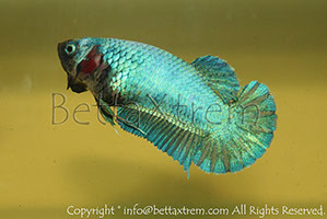 betta hmpk blue, halfmoon plakat, betta halfmoon, betta crowntail, betta plakat, betta fighter, betta crowntail, plakat, betta, Bettaxtrem