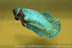 betta hmpk blue, halfmoon plakat, betta halfmoon, betta crowntail, betta plakat, betta fighter, betta crowntail, plakat, betta, Bettaxtrem