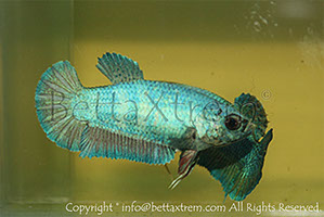 betta hmpk blue, halfmoon plakat, betta halfmoon, betta crowntail, betta plakat, betta fighter, betta crowntail, plakat, betta, Bettaxtrem