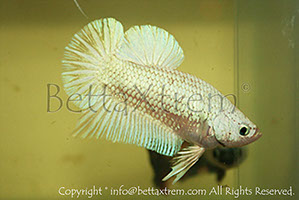 betta hmpk white, halfmoon plakat, betta halfmoon, betta crowntail, betta plakat, betta fighter, betta crowntail, plakat, betta, Bettaxtrem