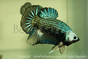 betta hmpk blue, halfmoon plakat, betta halfmoon, betta crowntail, betta plakat, betta fighter, betta crowntail, plakat, betta, Bettaxtrem