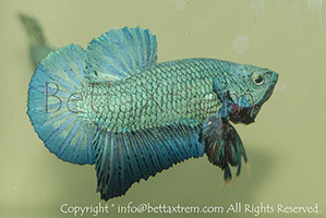 betta hmpk blue, halfmoon plakat, betta halfmoon, betta crowntail, betta plakat, betta fighter, betta crowntail, plakat, betta, Bettaxtrem